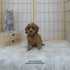 Cavapoo - 8136 ♂