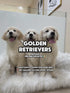 Golden Retriever - 6192 (F)